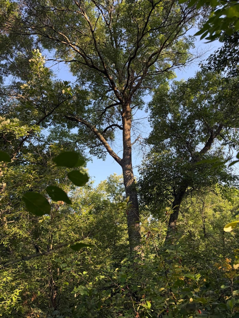 xxxxx Volkmann Ln, Grantsburg, WI 54840
