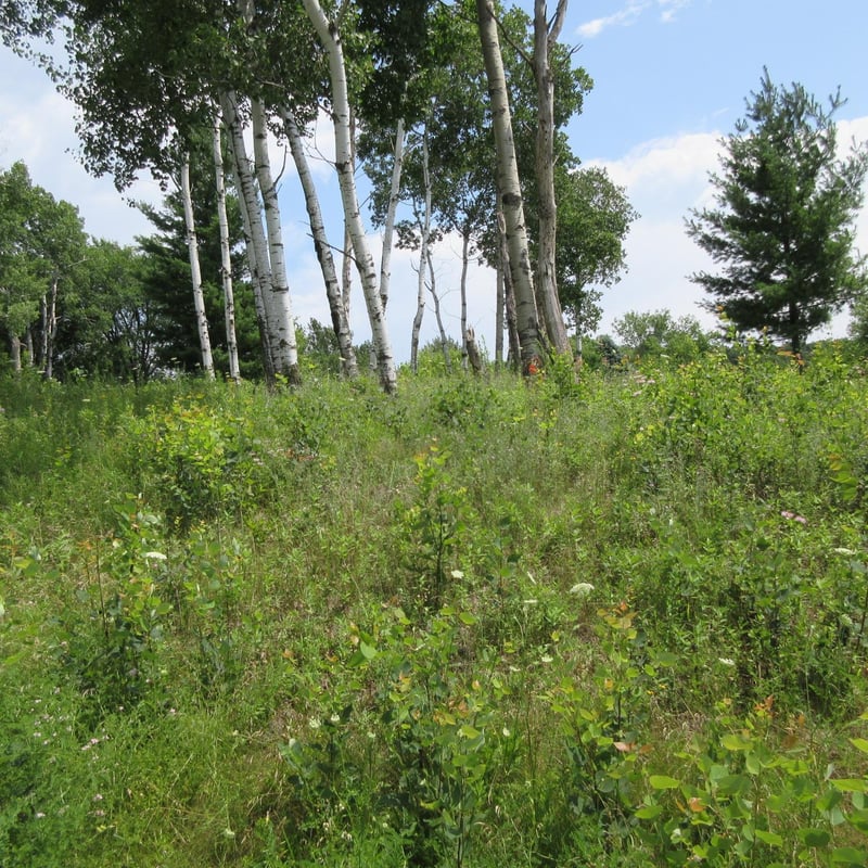 Lot 13 Street, Menomonie, WI 54751