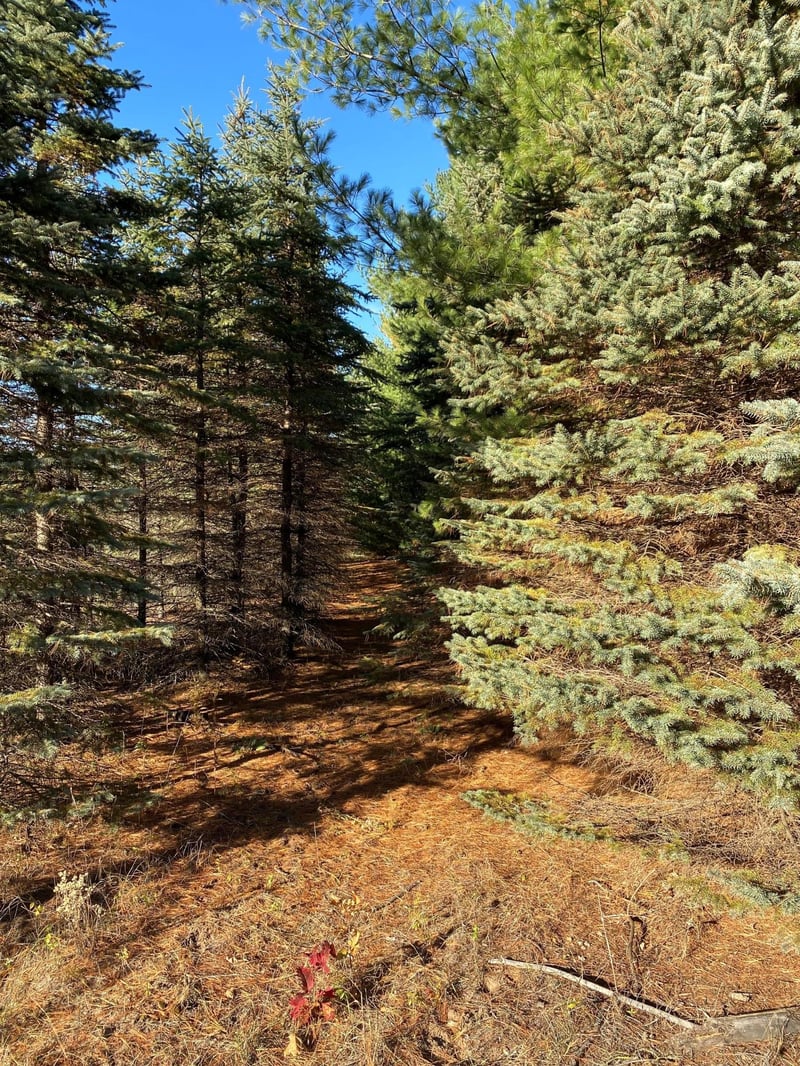 17201 Saint Francis Blvd, Ramsey, MN 55303