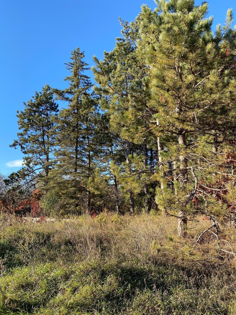 17201 Saint Francis Blvd, Ramsey, MN 55303