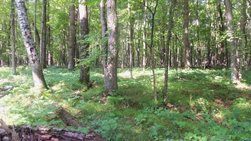 Lot 2 Howard Johnson Trl, Siren, WI 54872