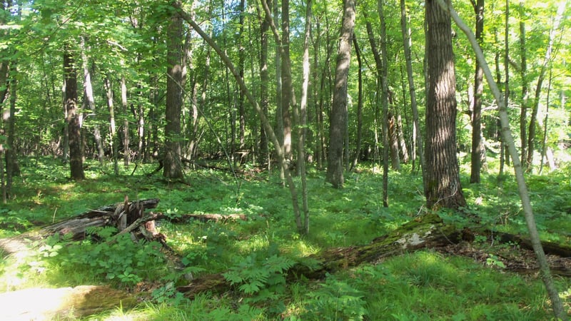Lot 2 Howard Johnson Trl, Siren, WI 54872