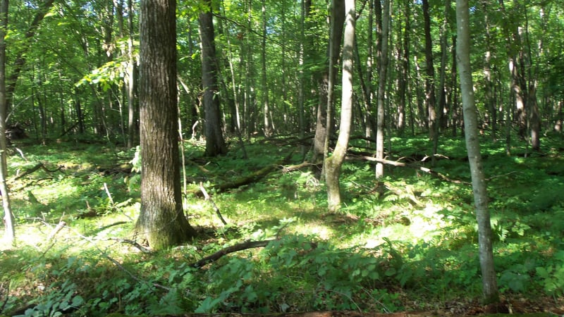 Lot 3 Howard Johnson Trl, Siren, WI 54872