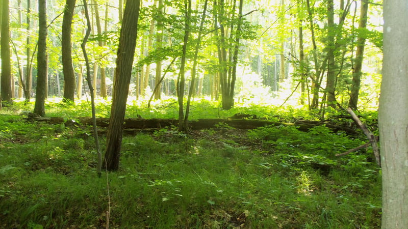 Lot 4 Howard Johnson Trl, Siren, WI 54872