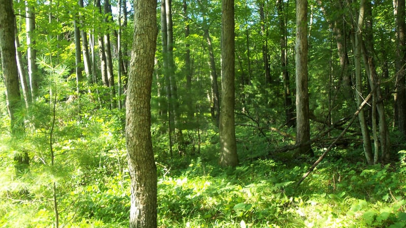 Lot 4 Howard Johnson Trl, Siren, WI 54872