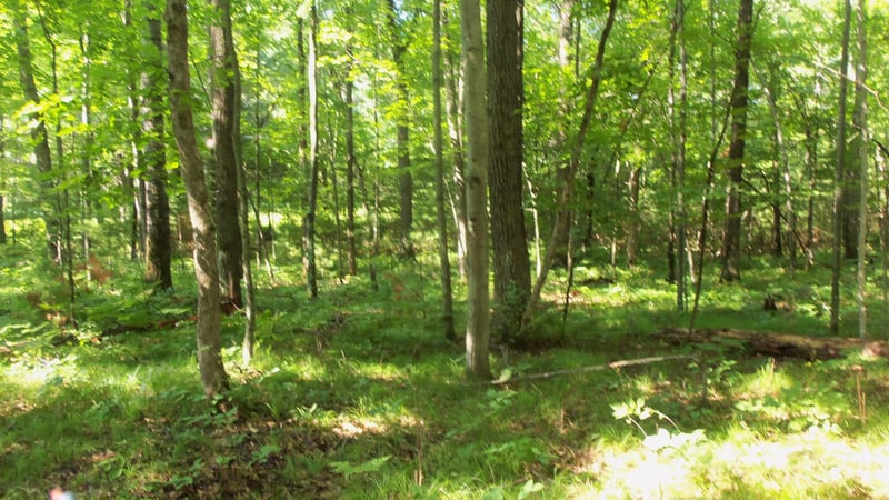 Lot 4 Howard Johnson Trl, Siren, WI 54872