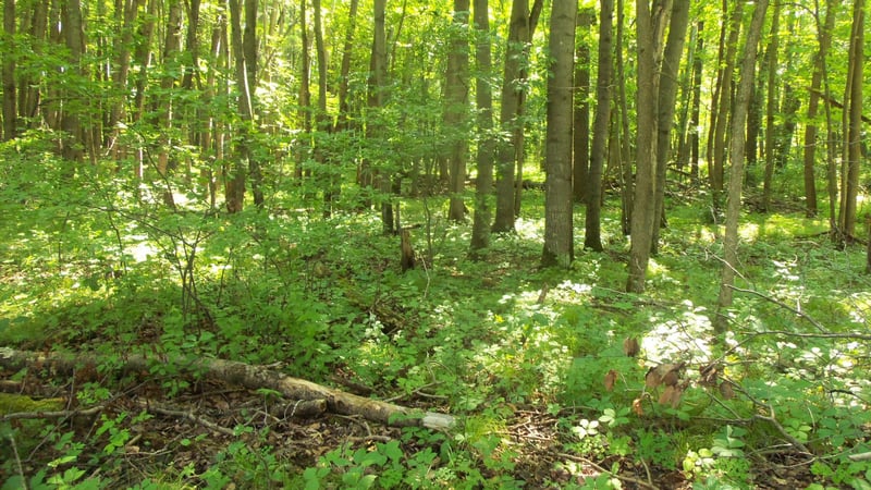 Lot 5 Howard Johnson Rd, Siren, WI 54872