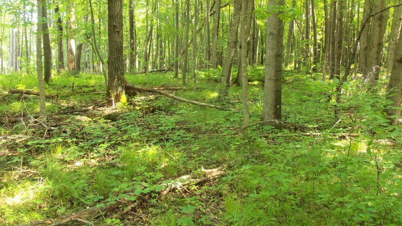 Lot 5 Howard Johnson Rd, Siren, WI 54872