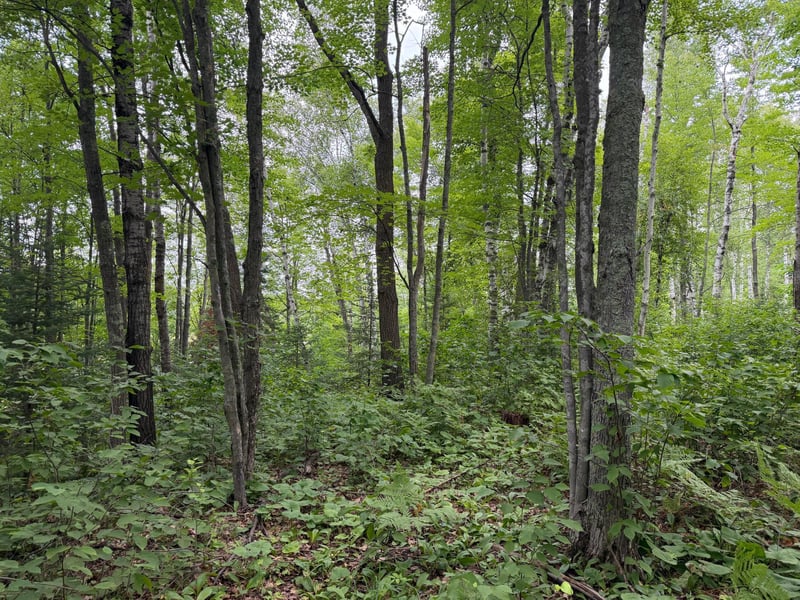 TBD Shady Pine Rd, Bruno, MN 55712