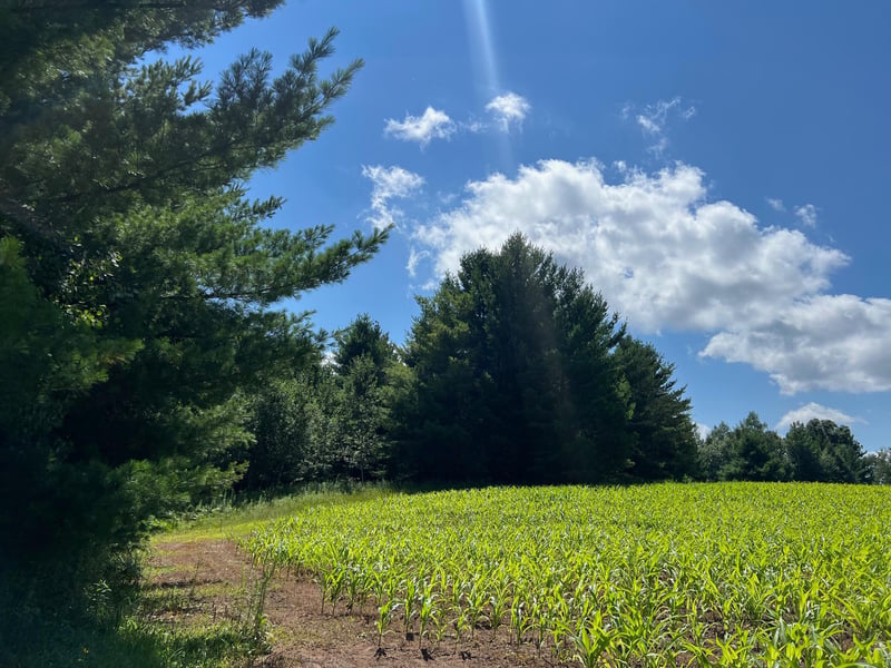 xxxxx Lily Lake Inn Rd, Webster, WI 54893