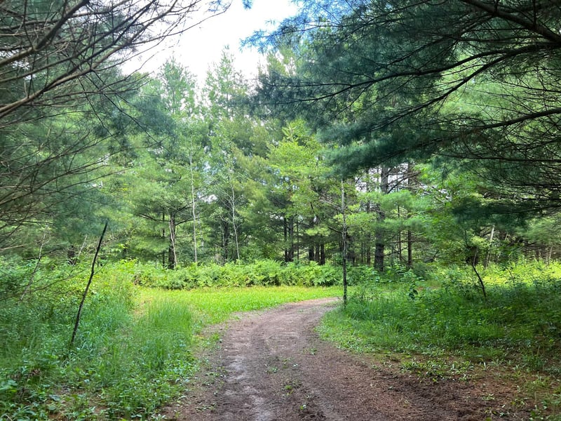 xxxxx Lily Lake Inn Rd, Webster, WI 54893