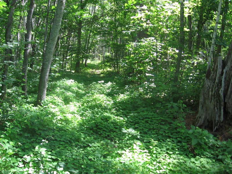 TBD County 5 Nw, Hackensack, MN 56452