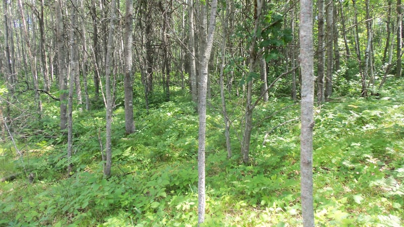 Lot 3 Birch Tree Trl, Spooner, WI 54801