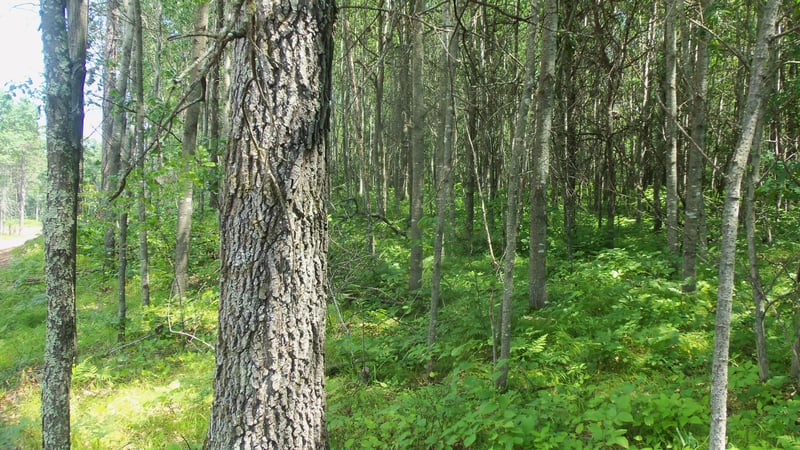 Lot 3 Birch Tree Trl, Spooner, WI 54801