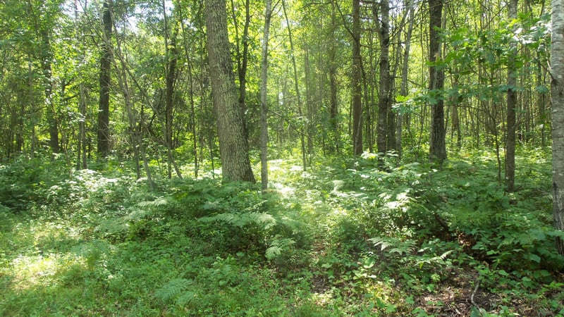 Lot 4 Birch Tree Trl, Spooner, WI 54801