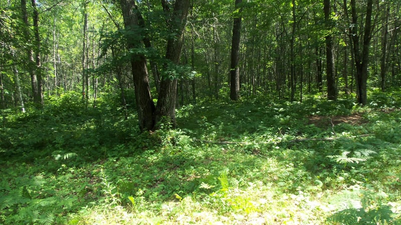 Lot 4 Birch Tree Trl, Spooner, WI 54801