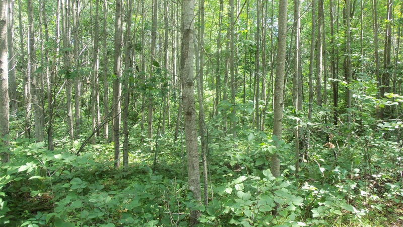 Lot 5 Brch Tree Trl, Spooner, WI 54801
