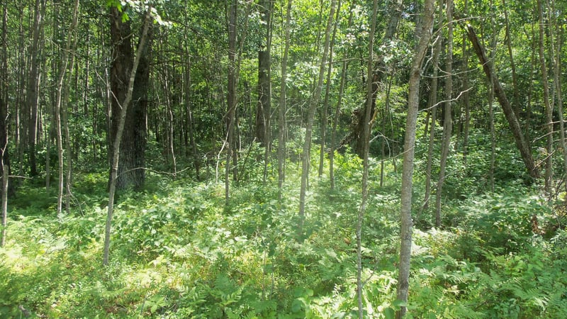 Lot 5 Brch Tree Trl, Spooner, WI 54801