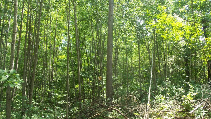 Lot 5 Brch Tree Trl, Spooner, WI 54801