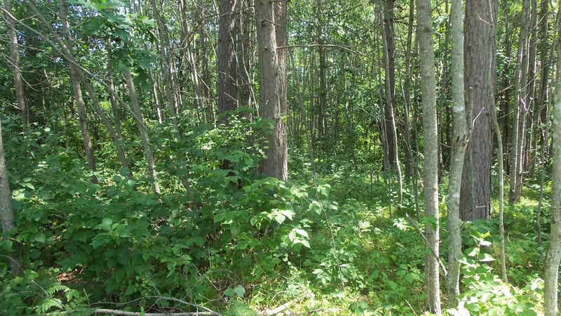 Lot 6 Birch Tree Trl, Spooner, WI 54801