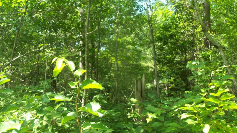 Lot 7 Birch Tree Trl, Spooner, WI 54801