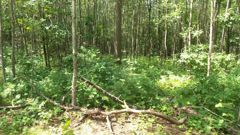 Lot 7 Birch Tree Trl, Spooner, WI 54801