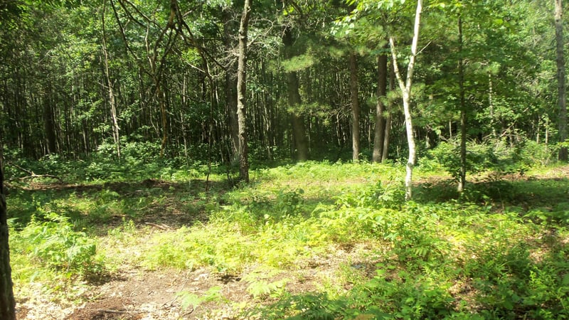 Lot 7 Birch Tree Trl, Spooner, WI 54801