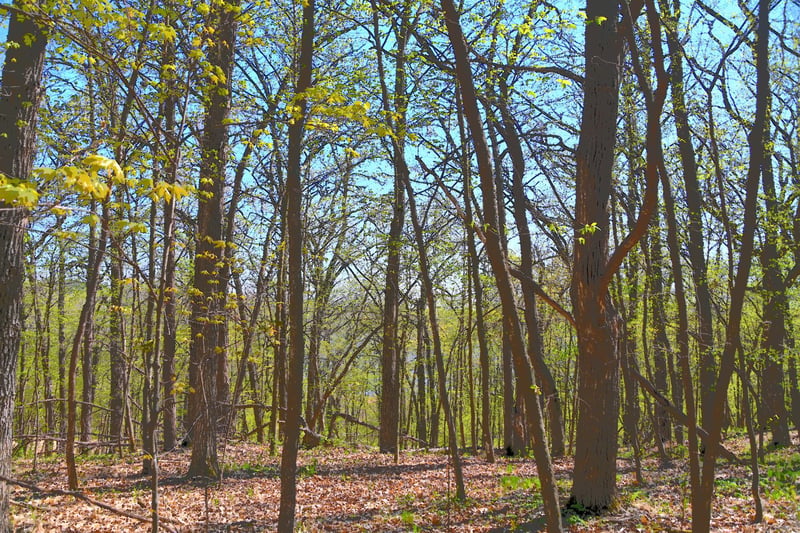 TBD 392 St, Fawn Lake Twp, MN 56438