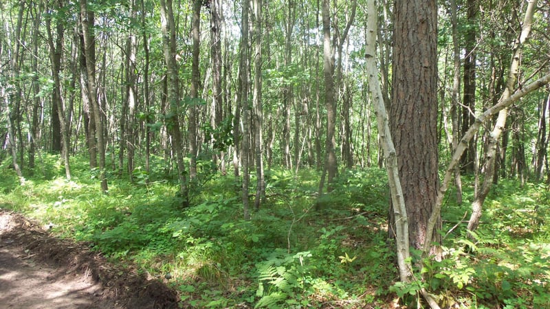 Lot 1 Brch Tree Trl, Spooner, WI 54801