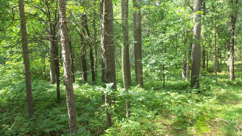 Lot 2 Birch Tree Trl, Spooner, WI 54801