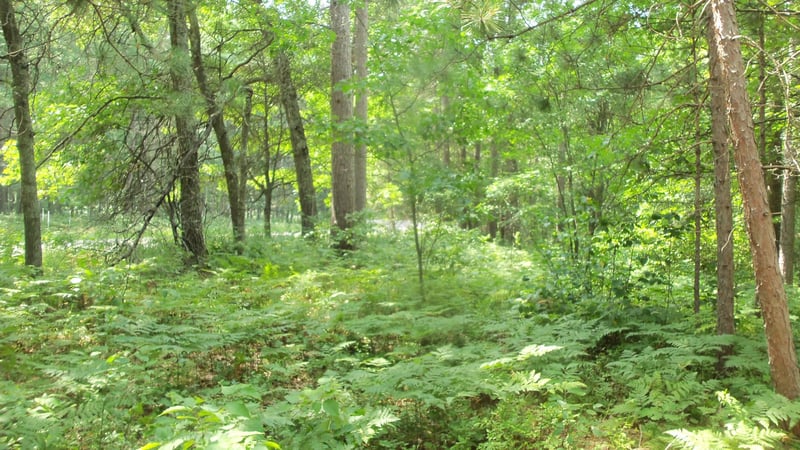 Lot 2 Birch Tree Trl, Spooner, WI 54801