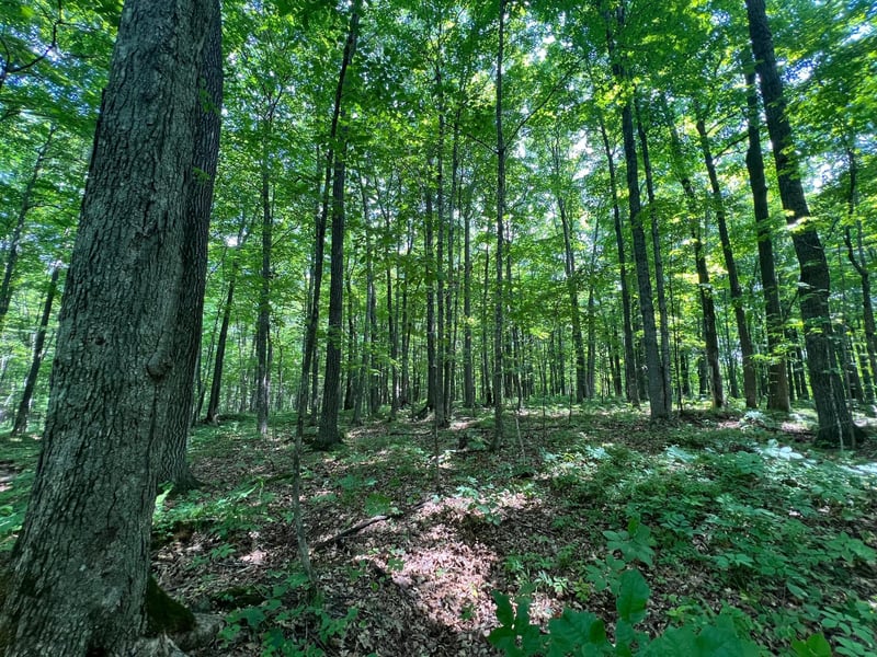 LOT 4 Smith Rd, Couderay, WI 54828