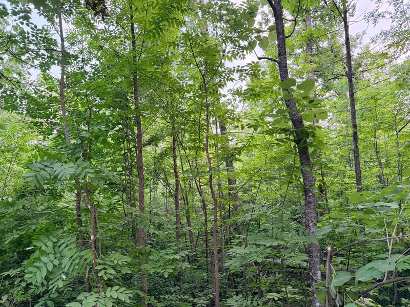 TBD Old Ferry Rd, Hinckley, MN 55037