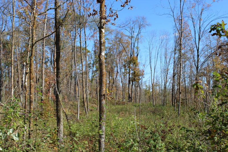 TBD Woods Rd, Isle, MN 56342