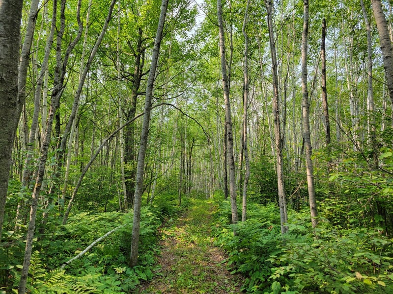 TBD Woodbury Dr, Wright, MN 55798