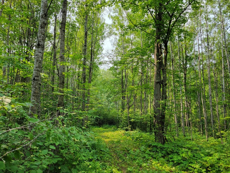 TBD Woodbury Dr, Wright, MN 55798
