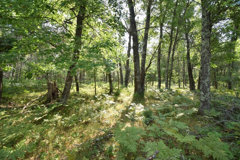 Lot 5 South Point Trl, Danbury, WI 54830
