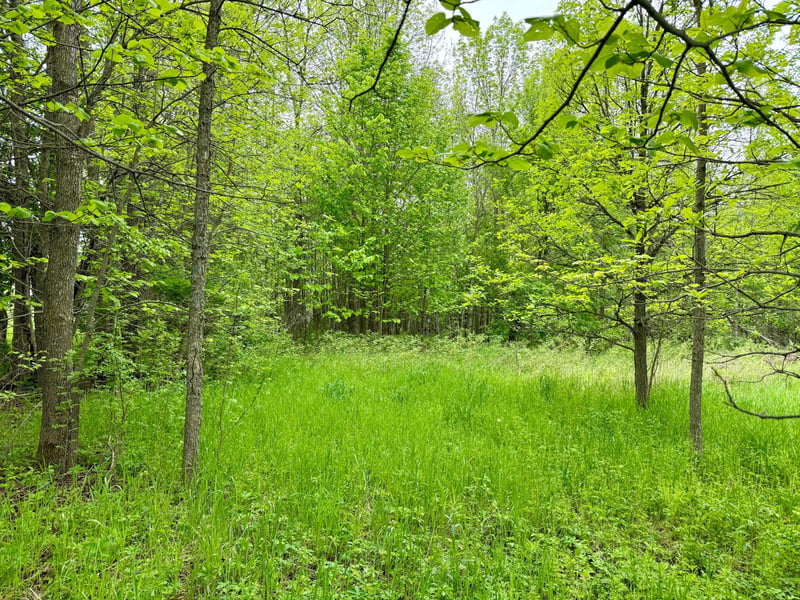 xxxx State Highway 84, Longville, MN 56655