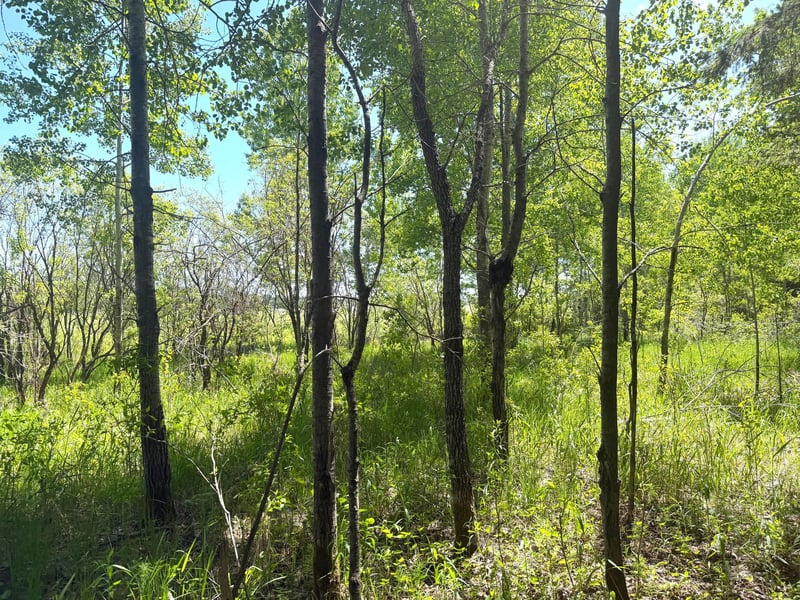 TBD- Parcel D Sleepy Hollow Rd, Brainerd, MN 56401