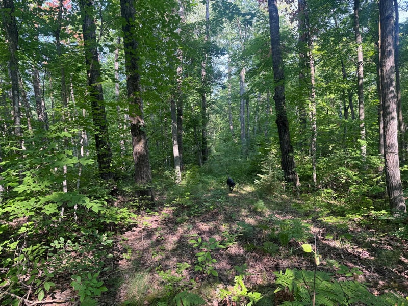 TBD Howard Lake Rd NW, Akeley, MN 56433