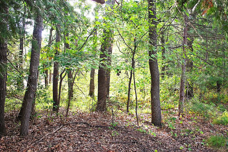 TBD Marohn Rd, Baxter, MN 56425