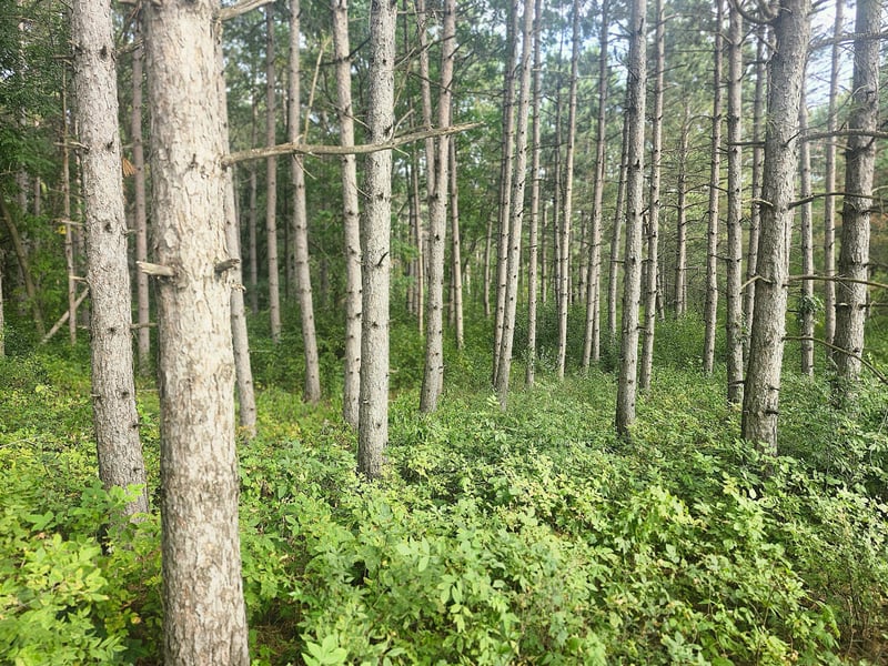 TBD 400th St, Browerville, MN 56438