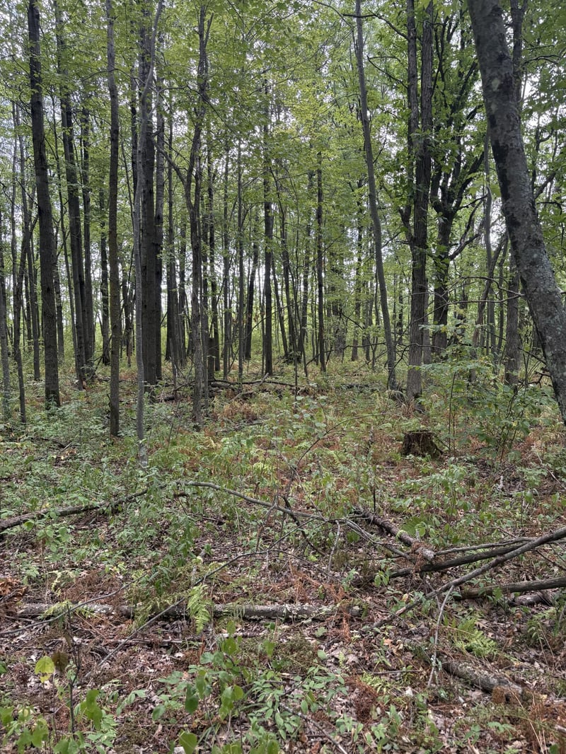 XXX Meadowview Rd, Brainerd, MN 56401