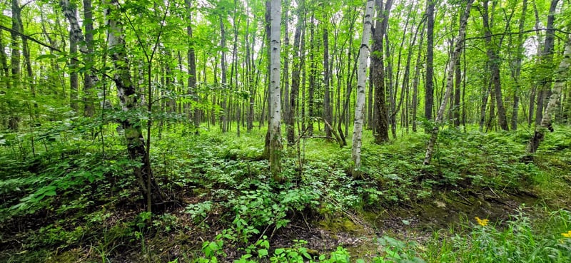 TBD Dawson Rd NW, Angle Inlet, MN 56711