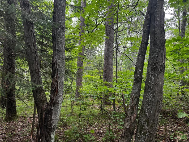 TBD Big Island Lake Trl, Marcell, MN 56657