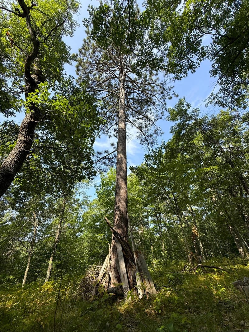 W9XXX Webb Lake Dr, Trego, WI 54888