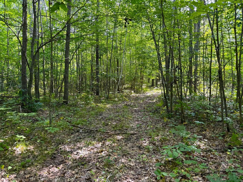 W9XXX Webb Lake Dr, Trego, WI 54888