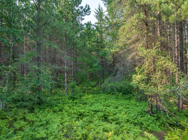 Tract A Highway 21, Babbitt, MN 55706