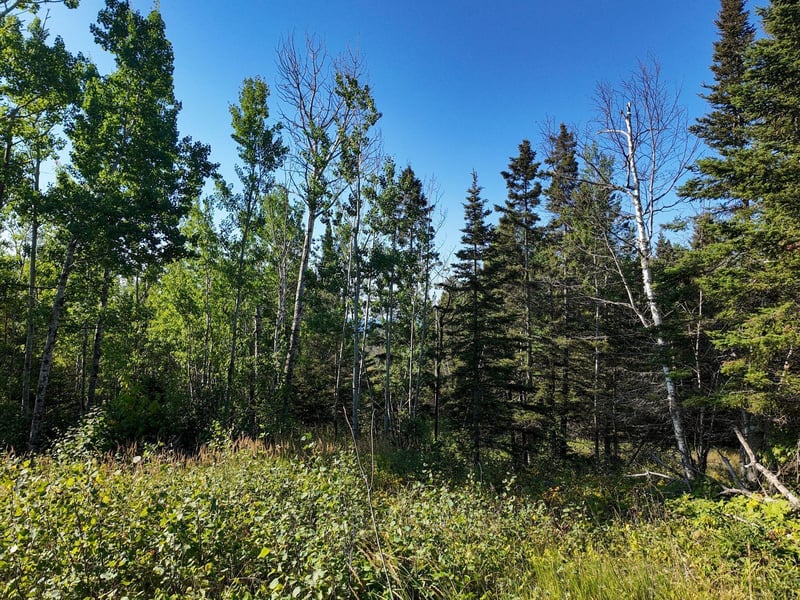 XXX Casper's Hill Rd, Grand Marais, MN 55604