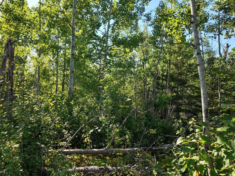 XXX Casper's Hill Rd, Grand Marais, MN 55604